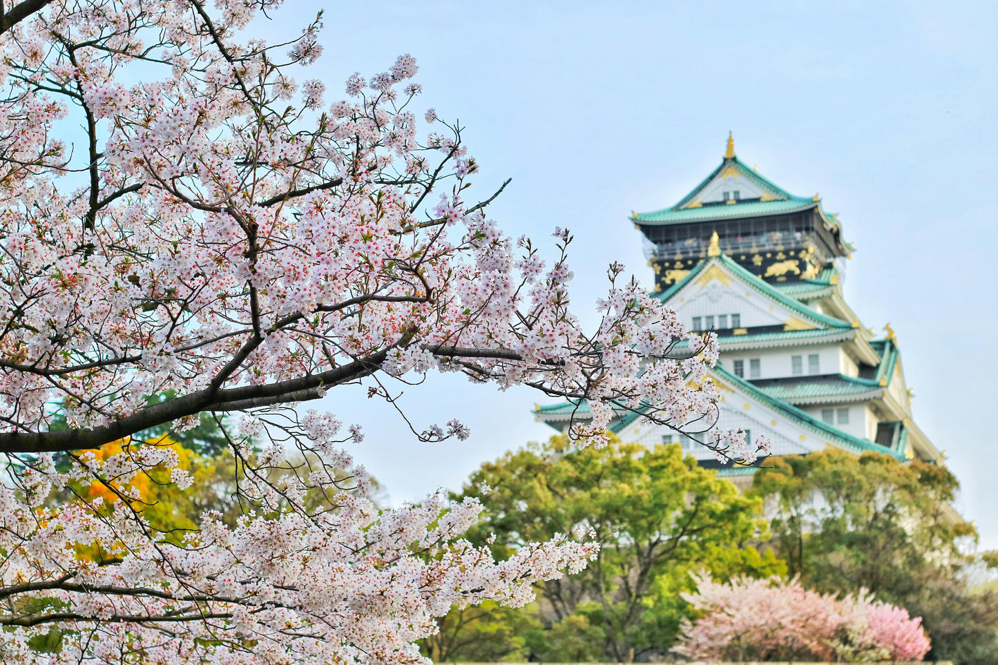 Tour por las flores de cerezo en Kioto