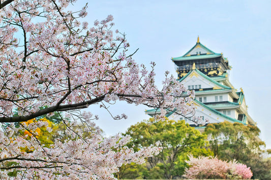 Tour por las flores de cerezo en Kioto